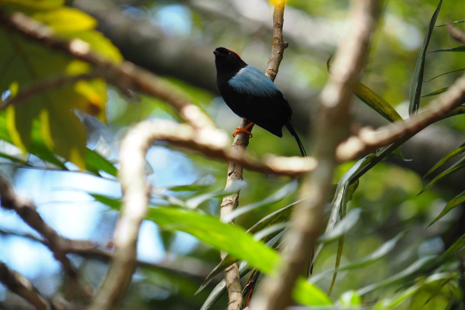 image Long-tailed Manakin